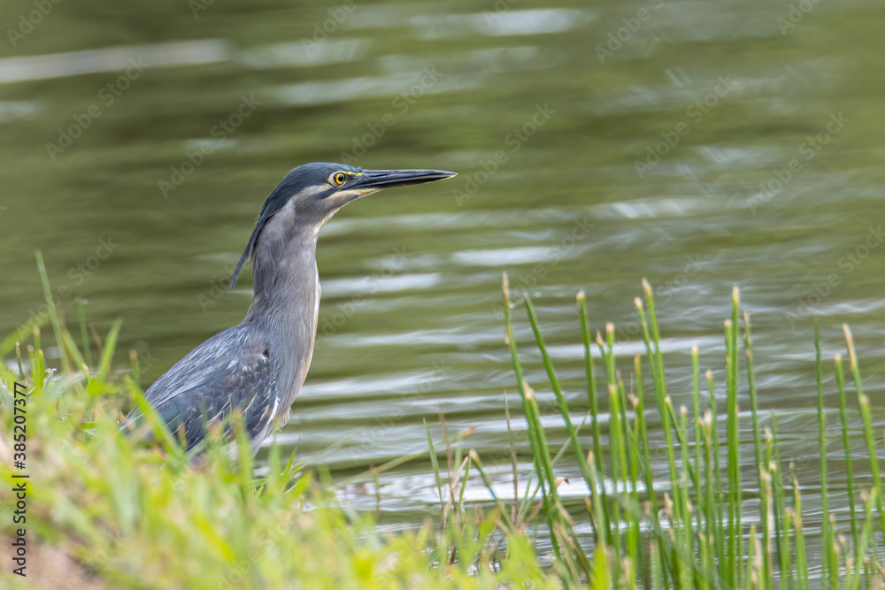 Nature wildlife image of little heron standing beside lake looking for food. Nature wildlife image of little heron standing beside lake looking for food.