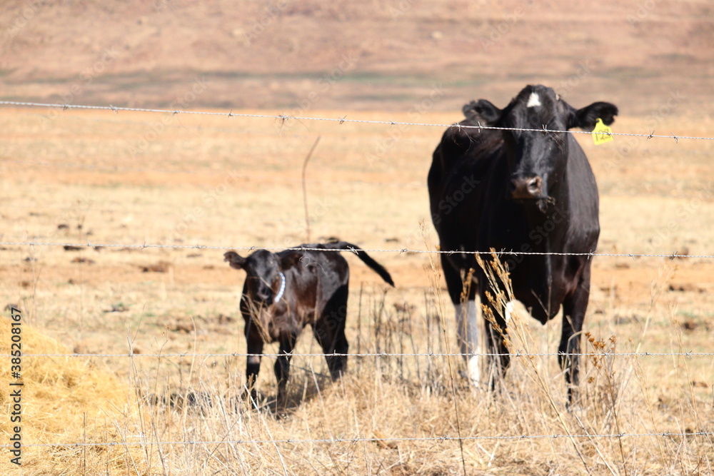 cow with calf