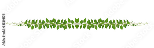 Heart shaped green leaves climbing vines ivy of cowslip creeper (Telosma cordata) the creeper forest plant growing in wild isolated on white background, clipping path included. © nature design