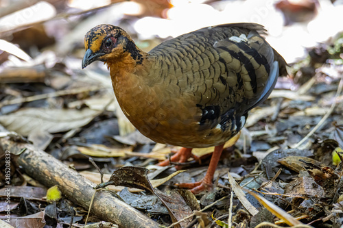 Nature wildlife image of bird red-breasted partridge also known as the Bornean hill-partridge It is endemic to hill and montane forest in Borneo