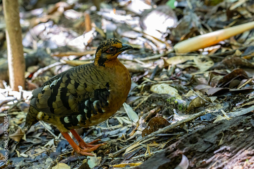 Nature wildlife image of bird red-breasted partridge also known as the Bornean hill-partridge It is endemic to hill and montane forest in Borneo photo