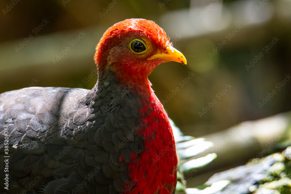 Fototapeta premium Nature wildlife image bird of crimson-headed partridge It is endemic to the island of Borneo