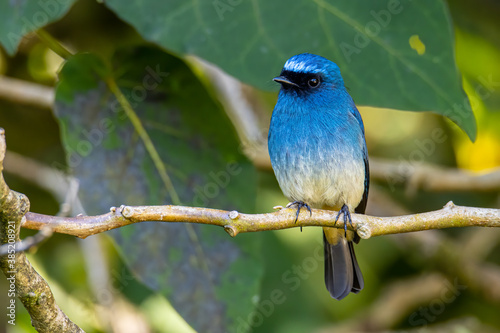 Beautiful blue color bird known as Rufous Vented Flycatcher perched on a tree branch at nature habits in Sabah, Borneo photo