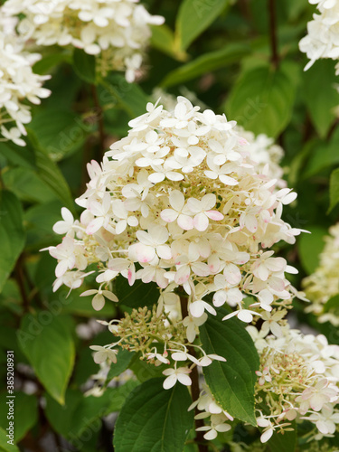 Hydrangea paniculata or panicle hydrangea, big bush of dark-green leaves and canonical panicles of creamy white flowers turning purple pink in autumn 