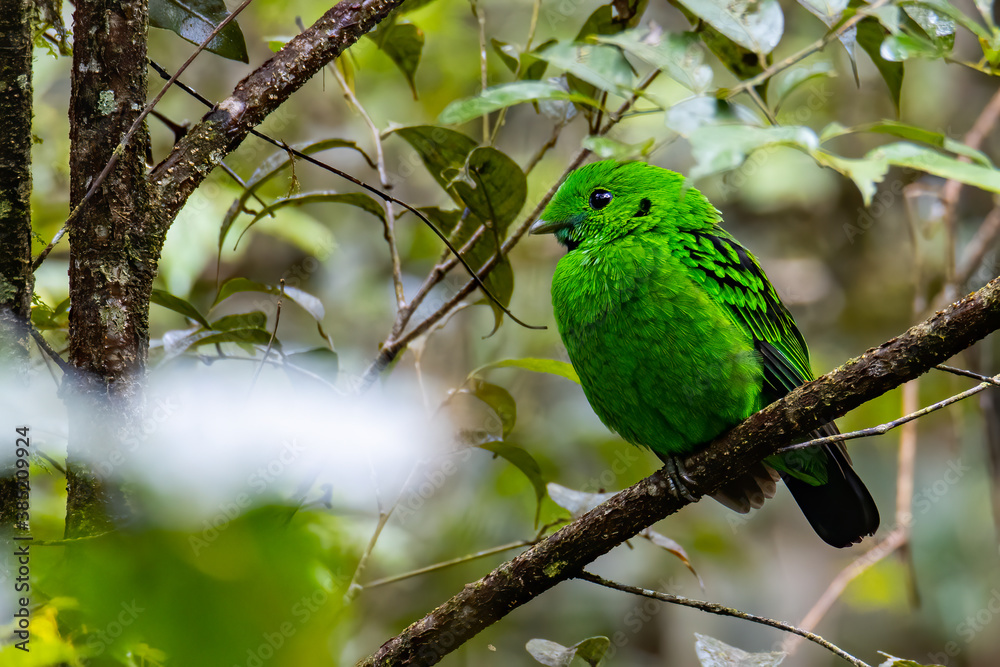 Nature wildlife image of Beautiful bird green broadbill perching on a branch. Whitehead's Broadbill bird endemic of Borneo Nature wildlife image of Beautiful bird green broadbill perching on a branch. Whitehead's Broadbill bird endemic of Borneo