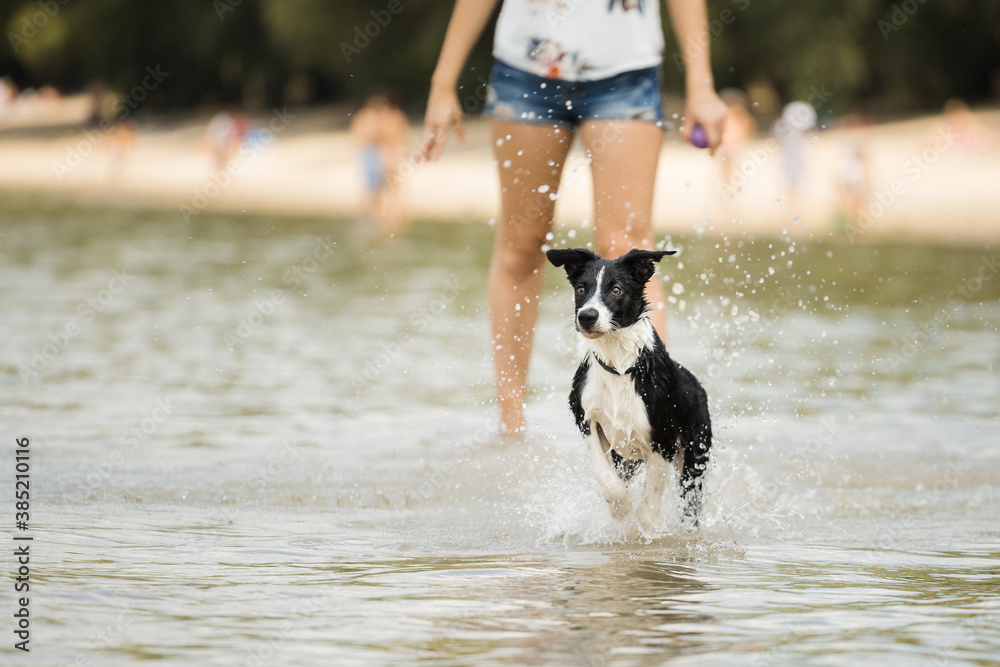 border collie puppy dog running in shallow water on the beach in summer with a person in the background