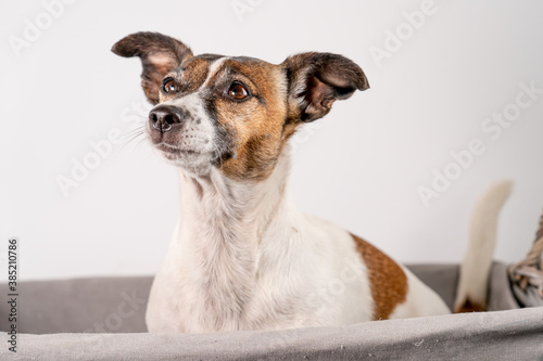 Fototapeta Naklejka Na Ścianę i Meble -  Brown, black and white Jack Russell Terrier posing in wicker basket, half body, isolated on a white background, with copy space