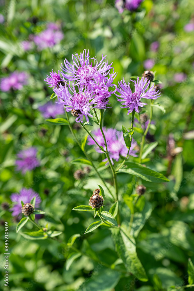 Berg-Flockenblume, Centaurea montana, Schweiz
Berg-Flockenblume, Centaurea montana, Schweiz