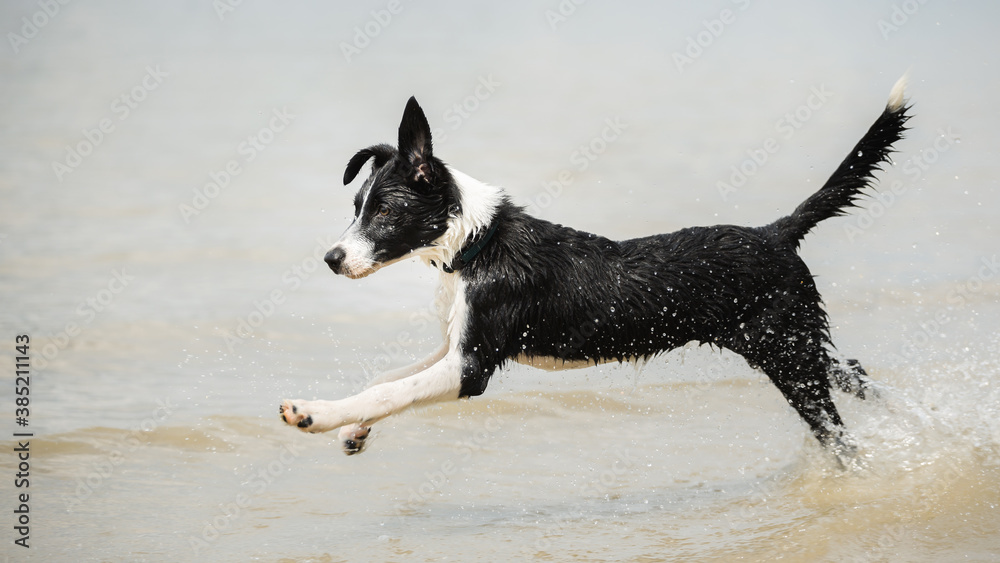 border collie puppy dog running in shallow water on the beach in summer