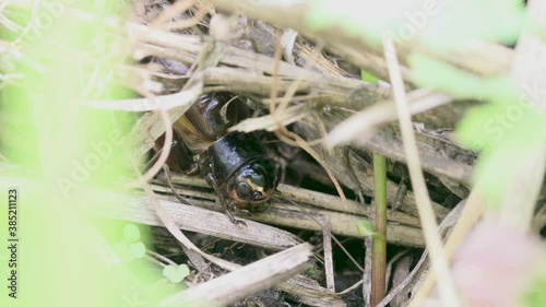 鳴くコオロギのオス photo