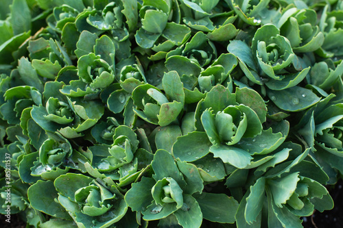 Green succulent plants close-up , gardening and botany