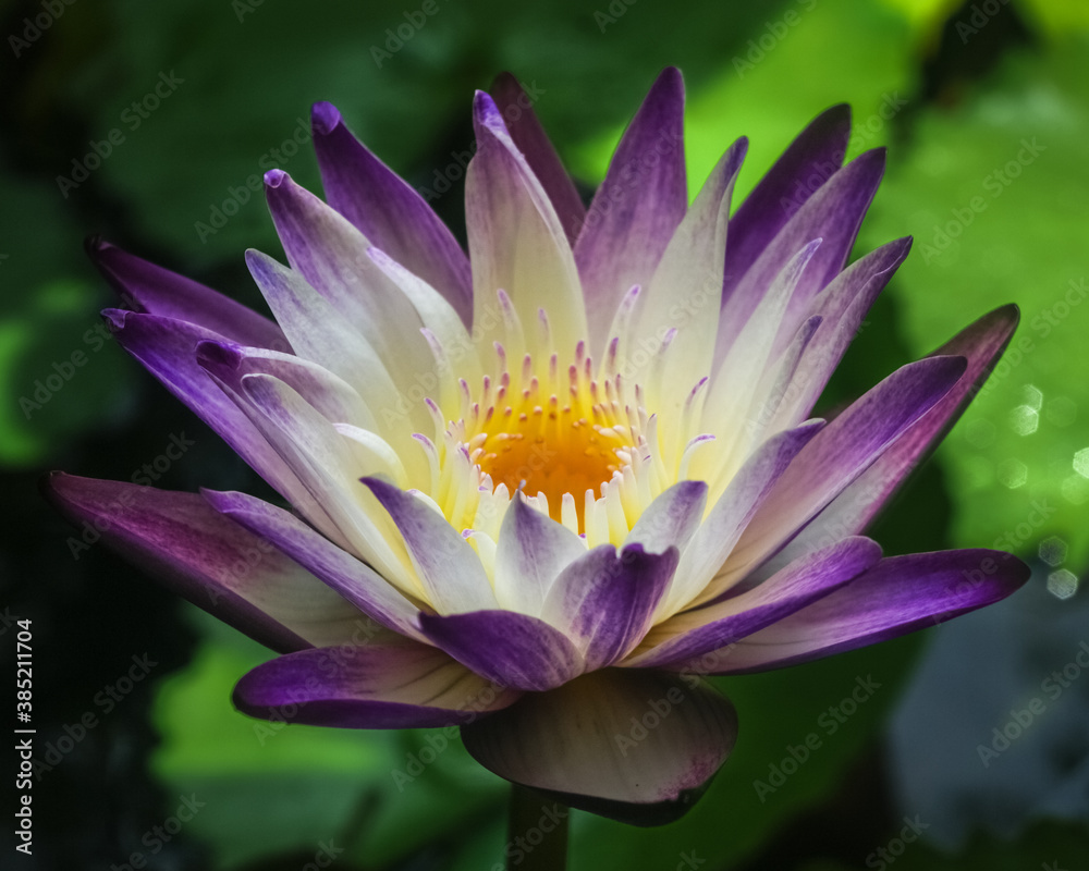 Closeup view of bright purple and white water lily Closeup view of bright purple and white water lily