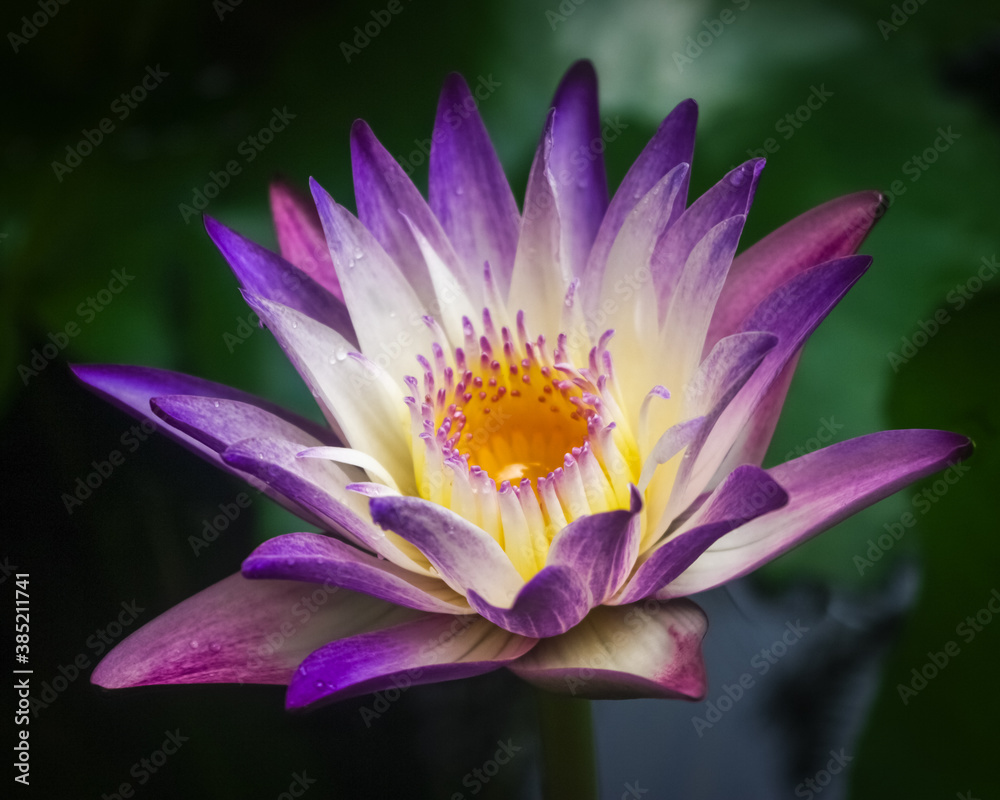 Purple and white water lily Purple and white water lily