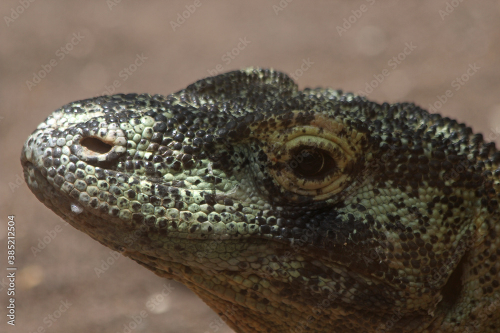 Fototapeta premium Komodowaran