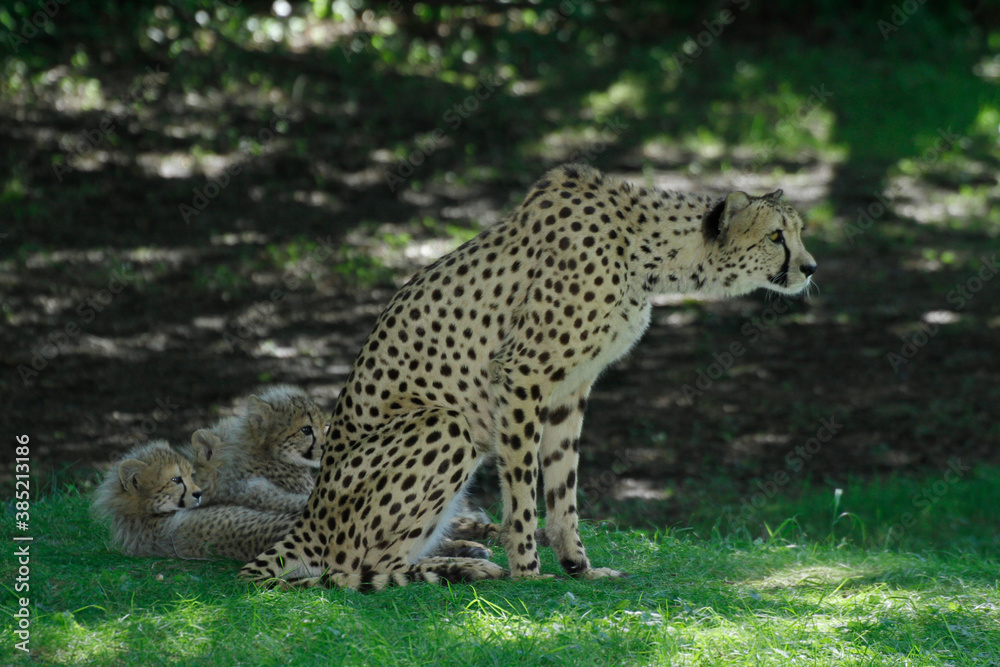 Obraz premium Gepard (Acinonyx jubatus) Weibchen mit Jungtieren