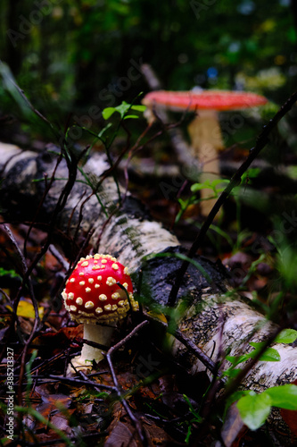 Multiple red mushroom, open and closed with white dots,red amanita, fly agaric. Dark scene on a wet forest floor with old birch tree trunk and brown autumn foliage in fall. Amersfoort, the Netherlands