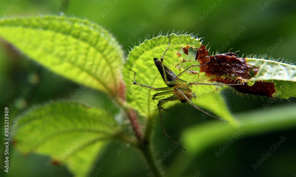 dragonfly on a leaf dragonfly on a leaf