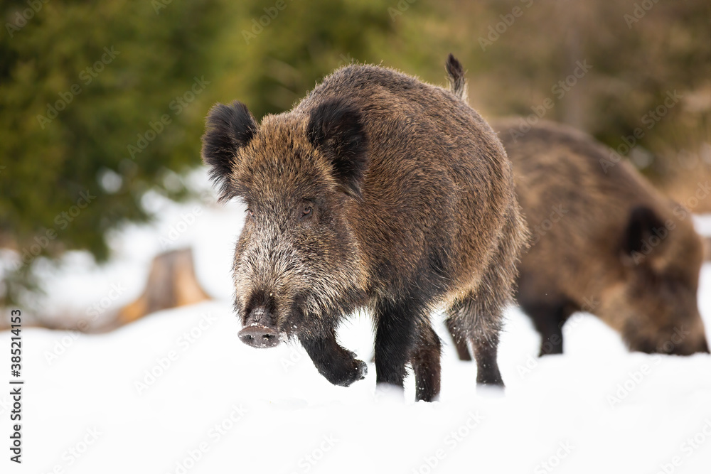 Wild boar, sus scrofa, running on snow in wintertime nature. Brown mammal sprinting on white field. Hairy animal with another in background in motion on glade. Wild boar, sus scrofa, running on snow in wintertime nature. Brown mammal sprinting on white field. Hairy animal with another in background in motion on glade.