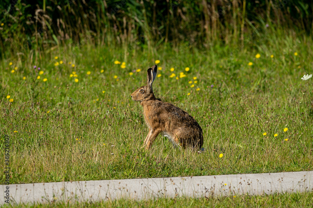 Feldhase sitzt am Wegrand auf einer Wiese Feldhase sitzt am Wegrand auf einer Wiese