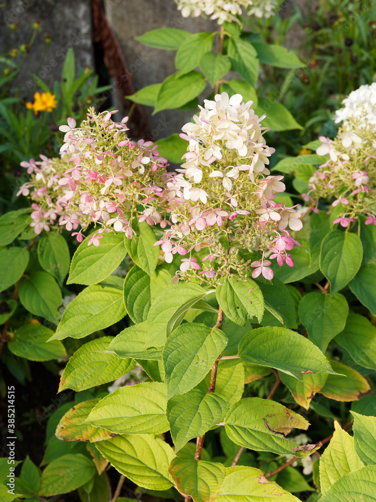 Hydrangea paniculata 'Pinky Winky' | Panicle hydrangea, stemmed shrub with ovate, glossy, dark-green leaves and conical panicles of creamy-white flowers becoming deep-pink in autumn Hydrangea paniculata 'Pinky Winky' | Panicle hydrangea, stemmed shrub with ovate, glossy, dark-green leaves and conical panicles of creamy-white flowers becoming deep-pink in autumn