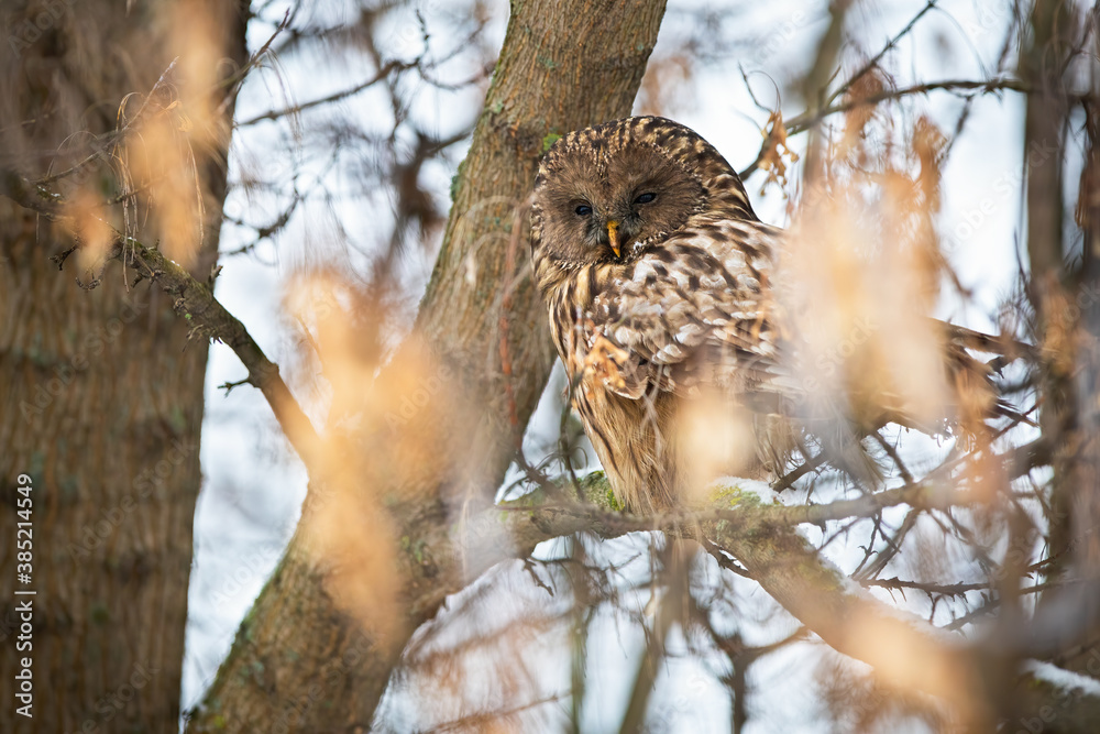 Obraz premium Sleepy ural owl, strix uralensis, sitting on tree in winter nature. Calm bird of prey resting on branch in woodland. Brown wild predator looking on bough.