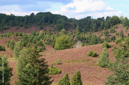 In the Lüneburg heath nature reserve. A famous travel destination for hikers and nature lovers. In the valley Totengrund, near Wilsede, Germany, Europe.