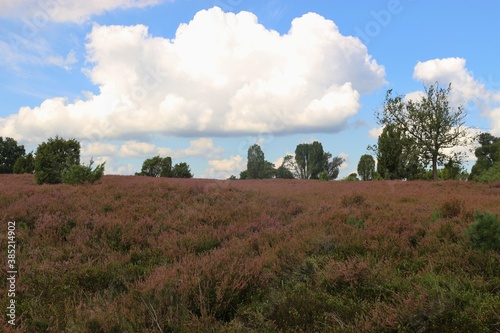 In the Lüneburg heath nature reserve. A famous travel destination for hikers and nature lovers. Near Wilsede, Germany, Europe.
