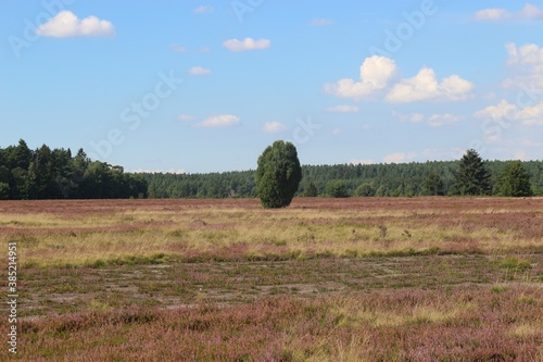 In the Lüneburg heath nature reserve. A famous travel destination for hikers and nature lovers. Near Wilsede, Germany, Europe.