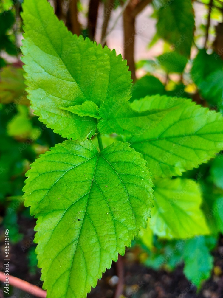 green leaves of a tree green leaves of a tree
