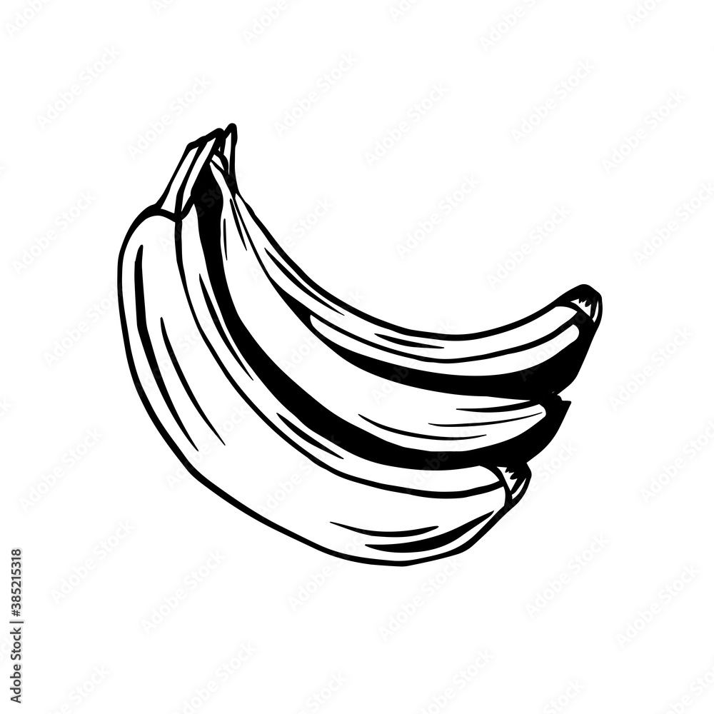 Sketch of bunch of juicy tropical bananas on a white background. Vector outline cartoon fruits for cards, banners, menus, recipes and your creativity