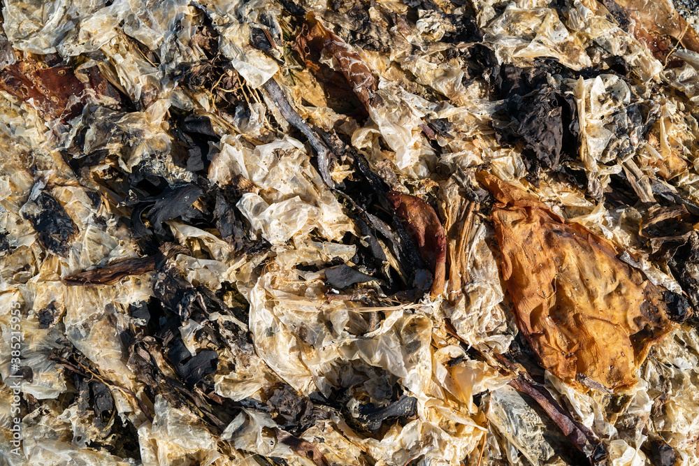 Thin coating of seaweed on the beach at Spencer Spit State Park on Lopez Island, Washington, USA Thin coating of seaweed on the beach at Spencer Spit State Park on Lopez Island, Washington, USA