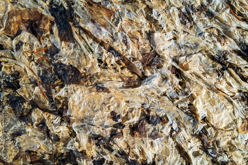 Thin covering of seaweed on the beach at Spencer Spit State Park on Lopez Island  Washington  USA
