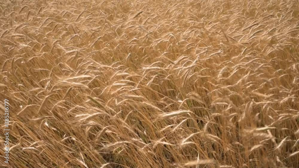 Rye ears field close up. Harvest concept Rye ears field close up. Harvest concept