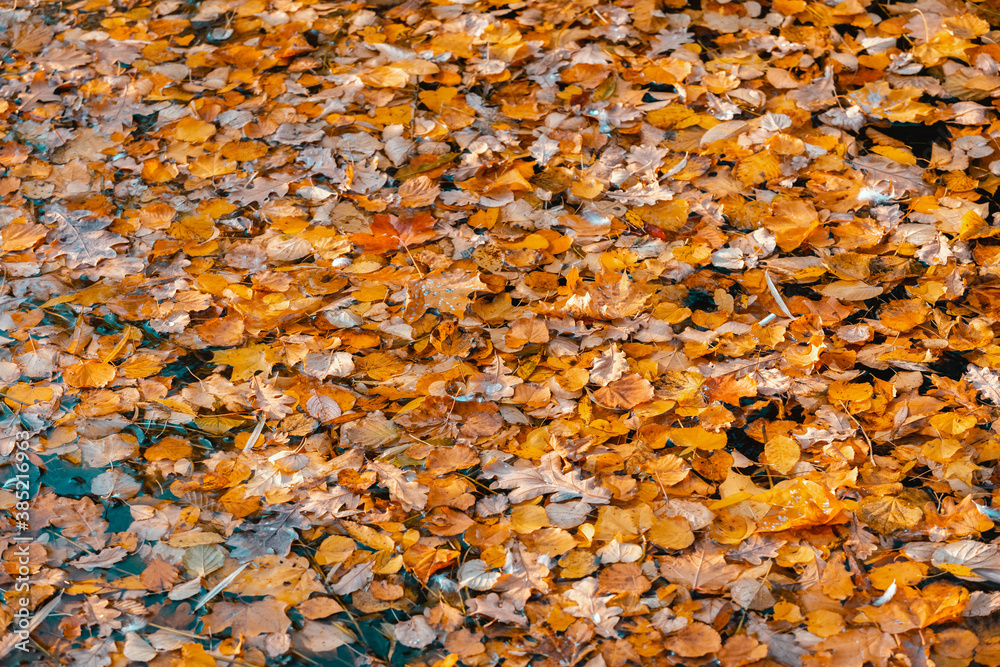 Water surface with fallen autumn leaves. Colorful seasonal natural orange background. Dry leaf on the lake.