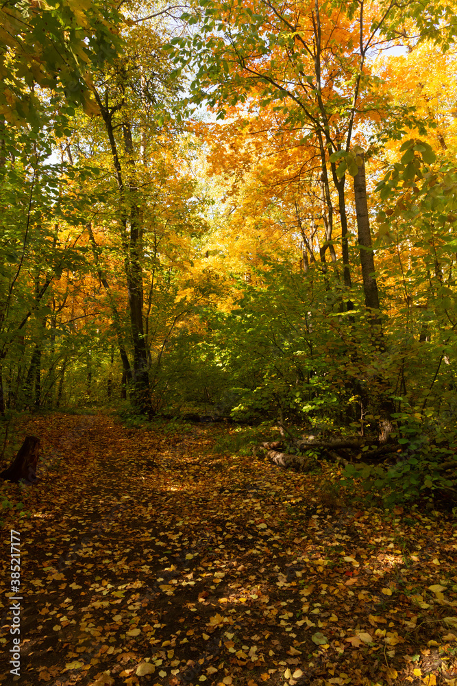 Autumn deciduous forest in the vicinity of the city of Samara
