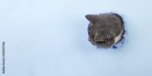 Grey beautiful cute cat peeks out of a hole in blue paper. Concept blank for the design of veterinary medicine, copy space.