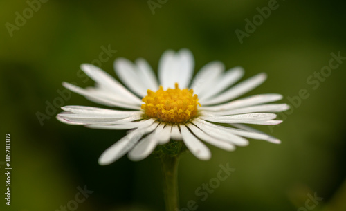 small white daisy  bellis  flower