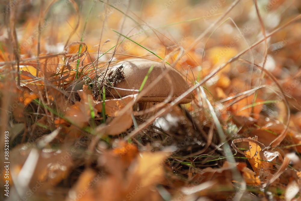 Boletus hiding in dry grass and leaves Boletus hiding in dry grass and leaves