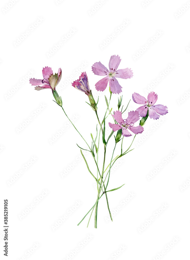 Watercolor bouquet of wild carnation flowers on a white background