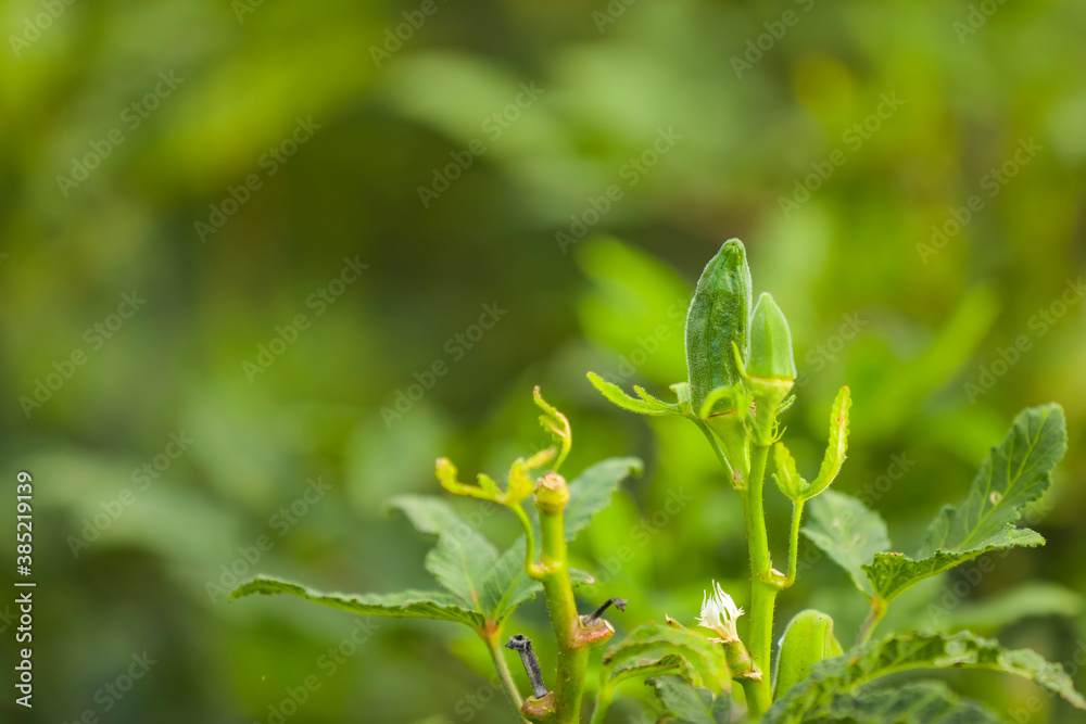 Okra plant growing in home garden in Asia Okra plant growing in home garden in Asia