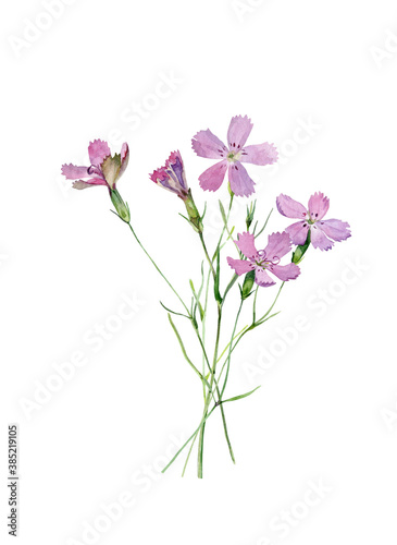 Watercolor bouquet of wild carnation flowers on a white background