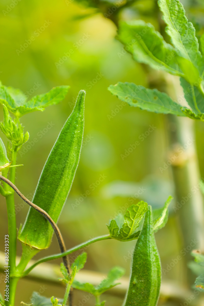 Okra plant growing in home garden in Asia Okra plant growing in home garden in Asia