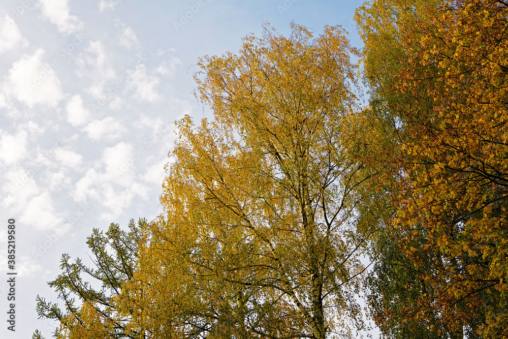 Fototapeta premium Birch with yellow leaves against the sky