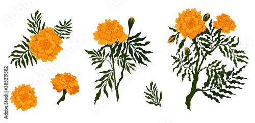 Bright autumnal marigolds isolated on white background vector illustration set

