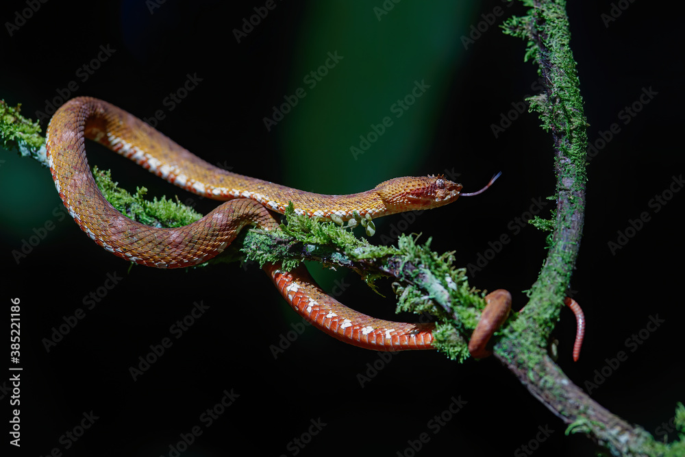 Central American Tree Boa, Corallus annulatus, also known as common tree boa, Trinidad tree boa or tee boa on a branch in the forest in Costa Rica