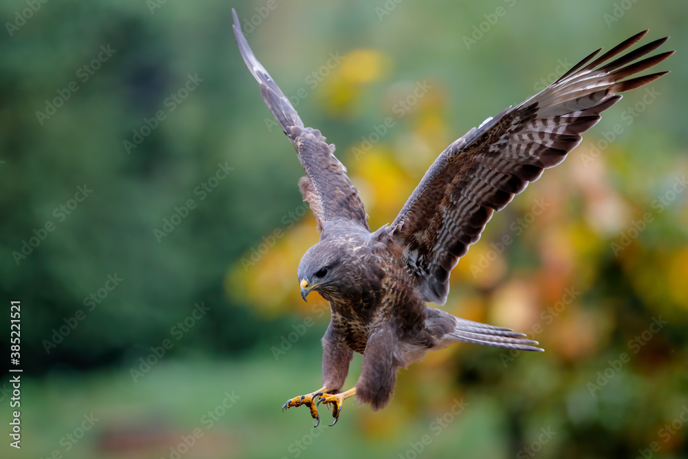 Fototapeta premium Common buzzard, buteo buteo, flying in the forest in the Netherlands