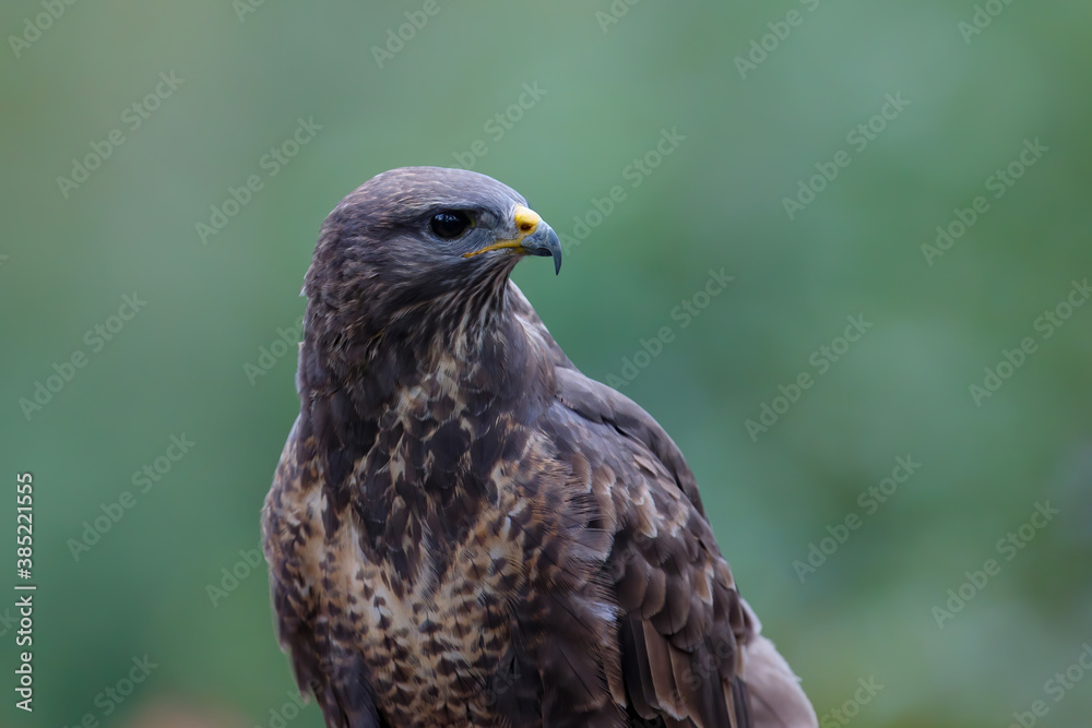Portrait of a Common buzzard, buteo buteo, looking around in the forest in the Netherlands Portrait of a Common buzzard, buteo buteo, looking around in the forest in the Netherlands
