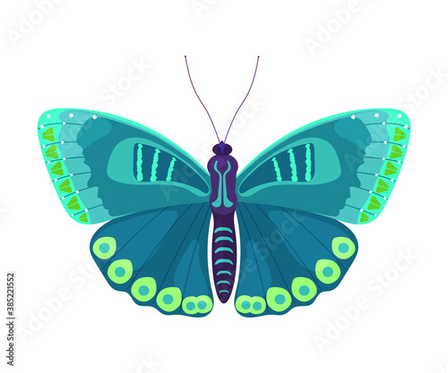 Fluttering Tropical Butterfly with Brightly Coloured Wings Vector Illustration