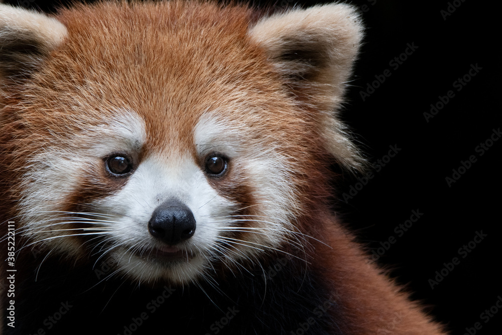 Close-up of the face of a red panda against the shadows.