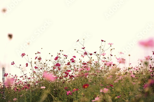 Many cosmos flowers are blooming at a park in Tokyo, Japan. Showa kinen Park in Tokyo.